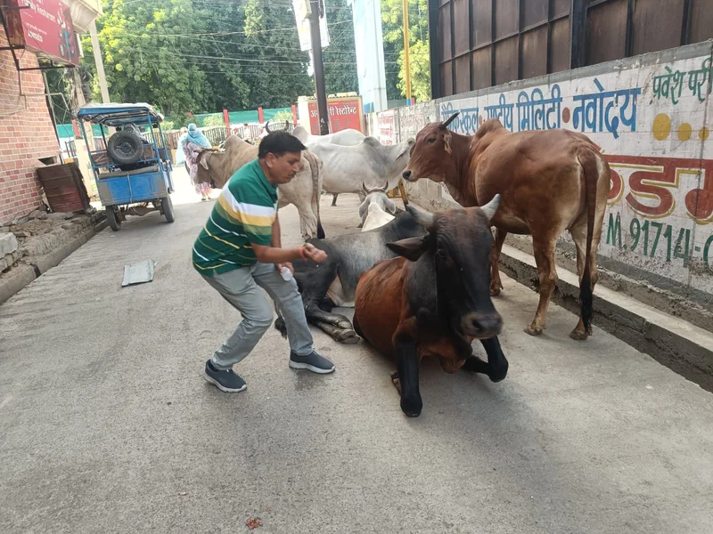 निराश्रित गौवंश में लम्पी स्किन डिसीज से बचाव हेतु टीकाकरण अभियान जारी